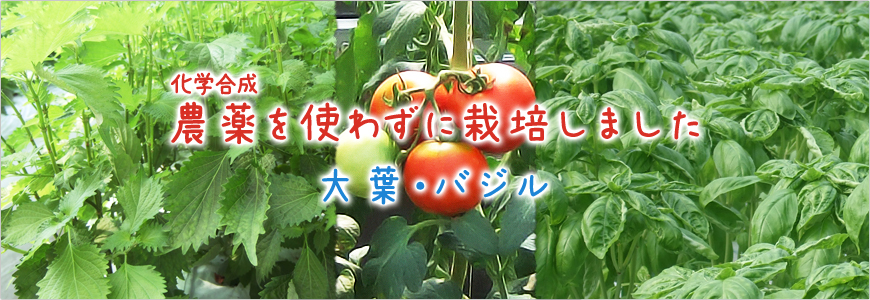 農薬を使わずに栽培しました/大葉・バジル｜大葉やバジルなど有機野菜や無農薬ハーブ農園｜矢澤園芸